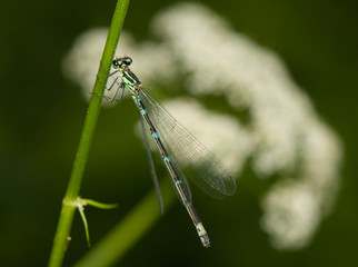 Small dragonfly
