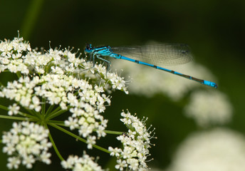 Small dragonfly