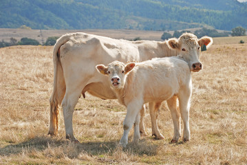 Charolais Cow Calf