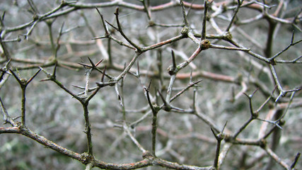 Thorn Branch Details