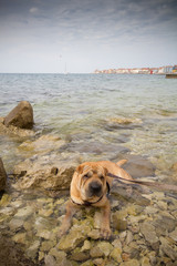 sharpei dog