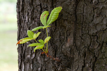 Blatt vom Kastanienbaum