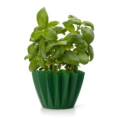 Sweet basil leaves