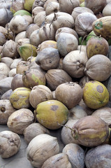 group of old coconuts  for  coconut milk production