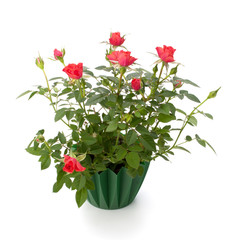 Beautiful rose in flowerpot