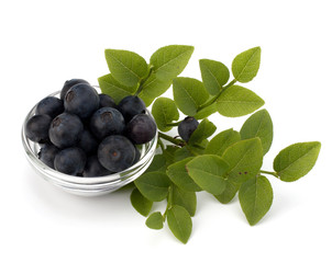 Blue bilberry or whortleberry