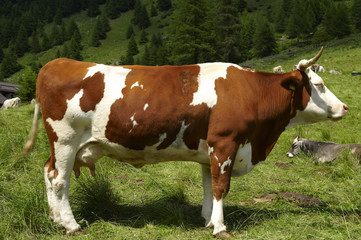 Fototapeta na wymiar krowy