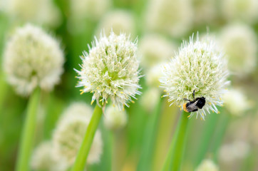 Fototapeta premium Flowers of onion with bumblebee