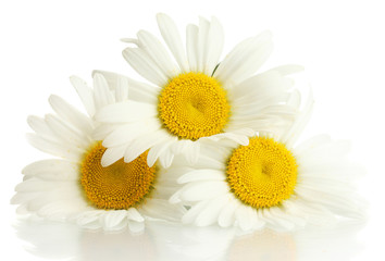 beautiful daisies flowers isolated on white