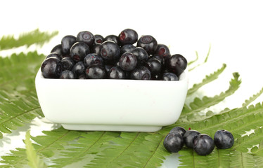 ripe blueberries in white bowl on fern close-up