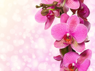 Naklejka na ściany i meble orchid samodzielnie na różowym tle