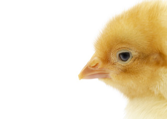Portrait of a nestling chicken
