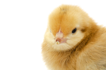 Portrait of a nestling chicken