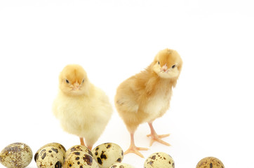 Nestlings chicken and quail eggs