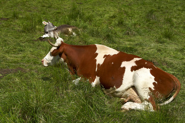 Fototapeta na wymiar krowy