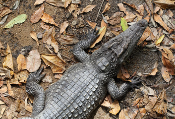 crocodile from nature  in the farm