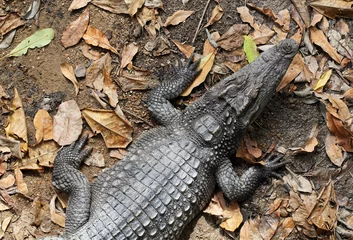Photo sur Aluminium Crocodile crocodile from nature  in the farm