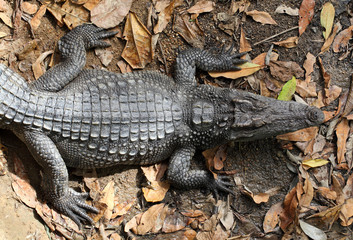crocodile from nature  in the farm