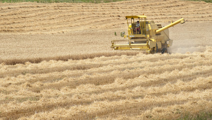 Obraz premium harvester working in a wheat