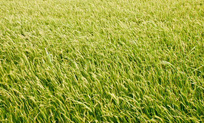 Paddy field in thailand