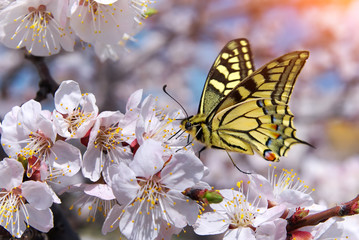 Butterfly and white flower.