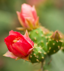 Cactus with red flowers