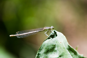 Common Bluetail Damselfly (dragonfly, Ischnura heterosticta)