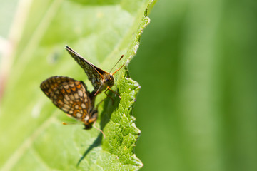 High Brown Fritillary (Fabriciana adippe) butterfly