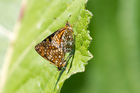 High Brown Fritillary (Fabriciana adippe) butterfly