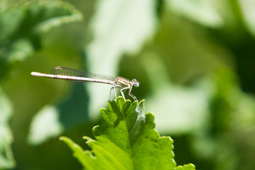 Common Bluetail Damselfly (dragonfly, Ischnura heterosticta)