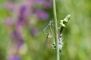 Common Bluetail Damselfly (dragonfly, Ischnura heterosticta)