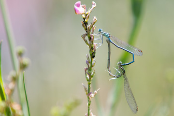 Common Bluetail Damselflies Mating (Ischnura heterosticta)