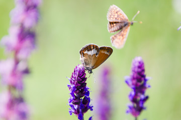 Orange and grey Coenonympha glycerin Butterfly, purple flower