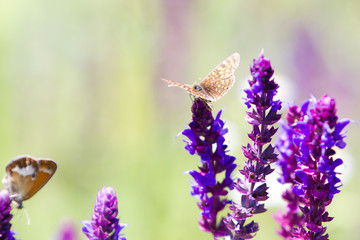 Orange and grey Coenonympha glycerin Butterfly, purple flower