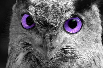 Amethyst Eyes