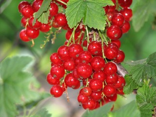 Red currant