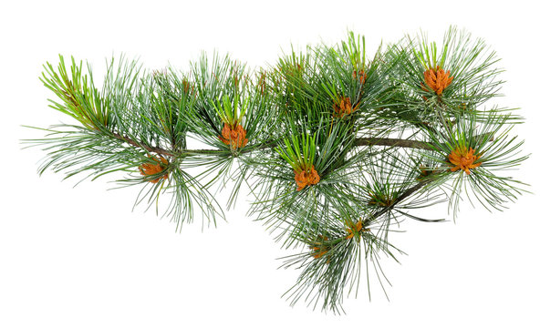 branch cedar pine with pollen