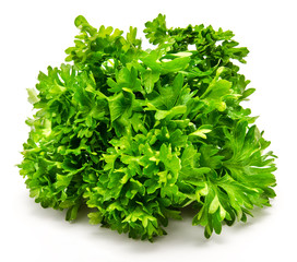 Fresh bunch of parsley isolated