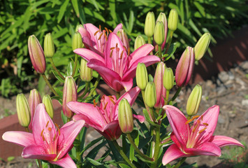 Розовые лилии