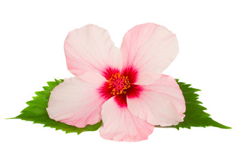 Naklejka premium kwiat hibiskusa