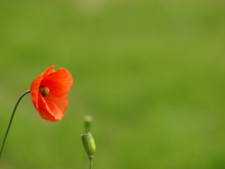 mohn © hanneliese
