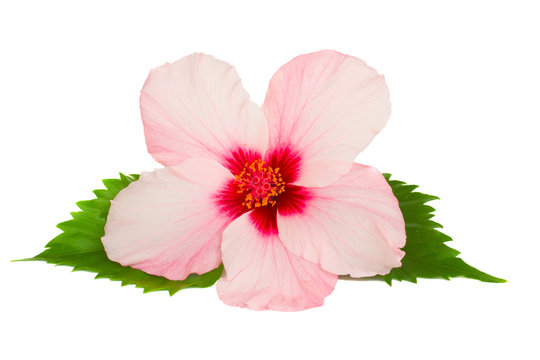 Fototapeta hibiscus flower