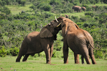 Two Elephants fighting, Addo Elephant National park, South Afric