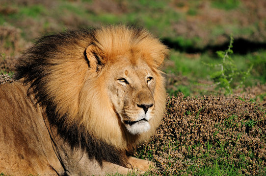 A male Kalahari lion, Panthera leo, in the Addo Elephant Nationa