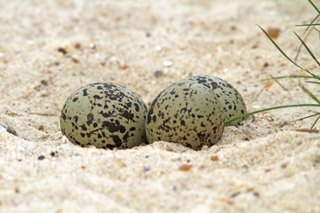 Austernfischer-Eier