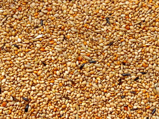 Seed mixture background. Pet food for birds. (finches)