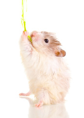 Cute hamster and rope isolated white