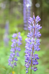 Naklejka premium Lupinen