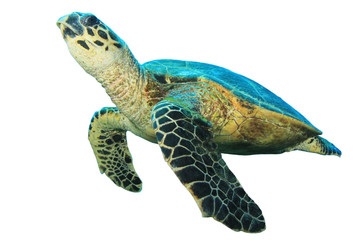 Hawksbill Sea Turtles isolated on white