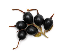 black currant on white
